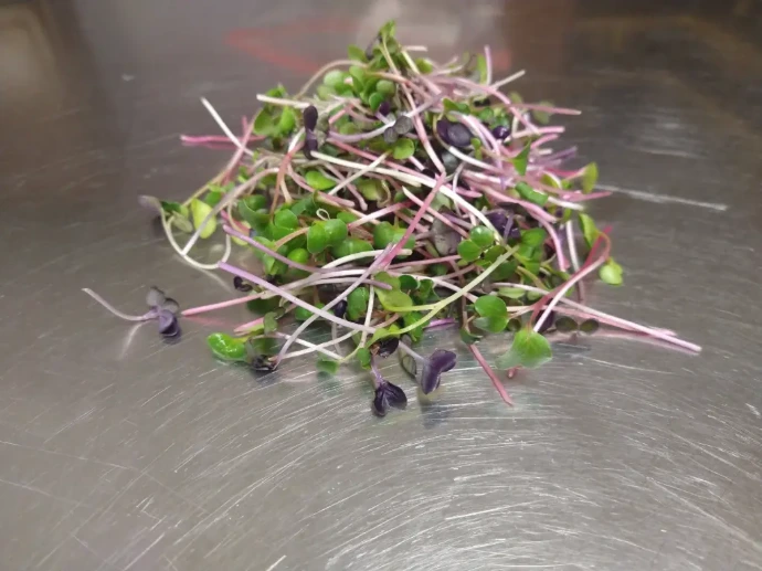 Radish Microgreens