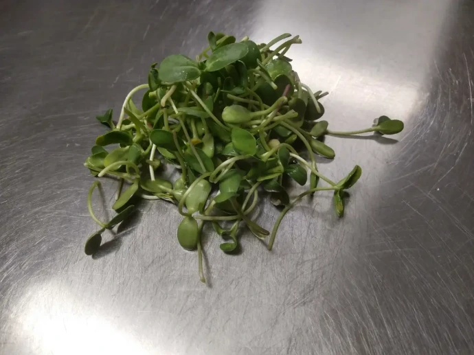 Sunflower Microgreens