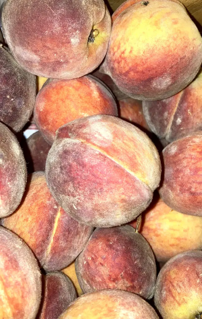Peaches 5 count
