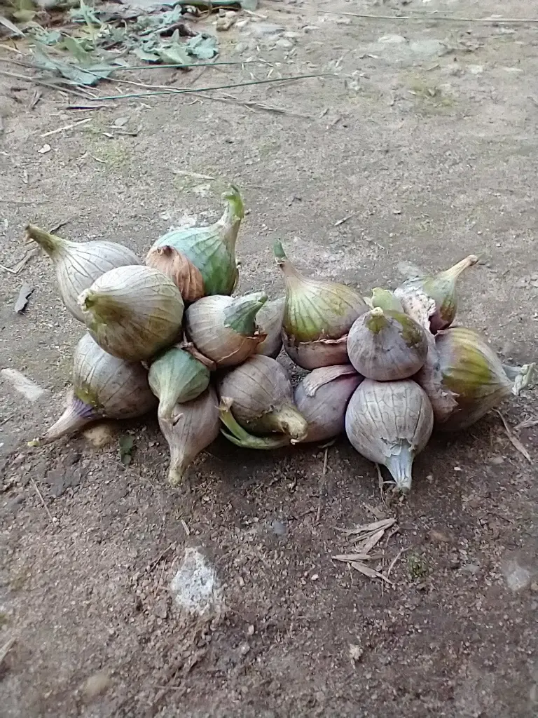 Egyptian Walking Onions 10 bulbils No Sprays