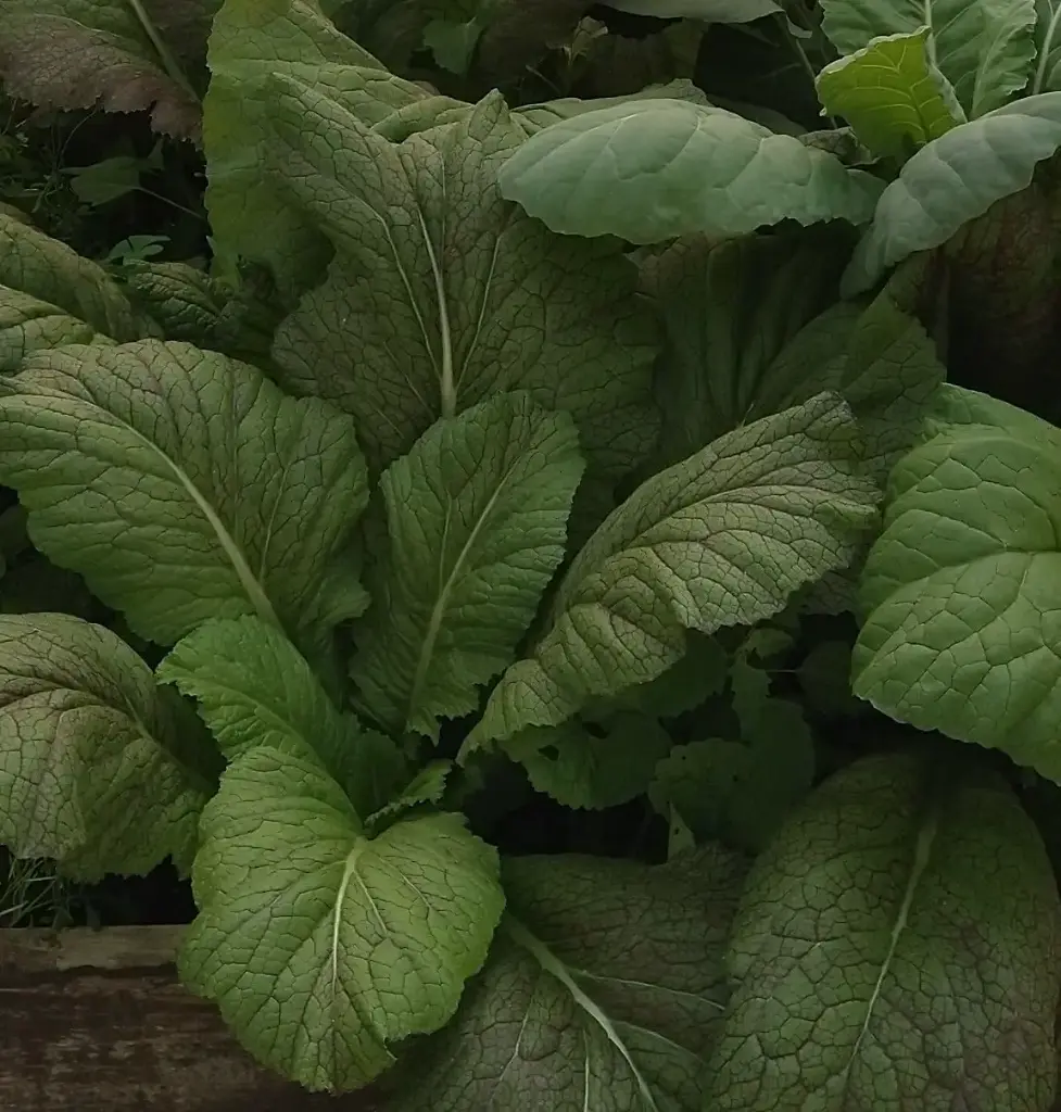 Japanese Giant Red Mustard Seed