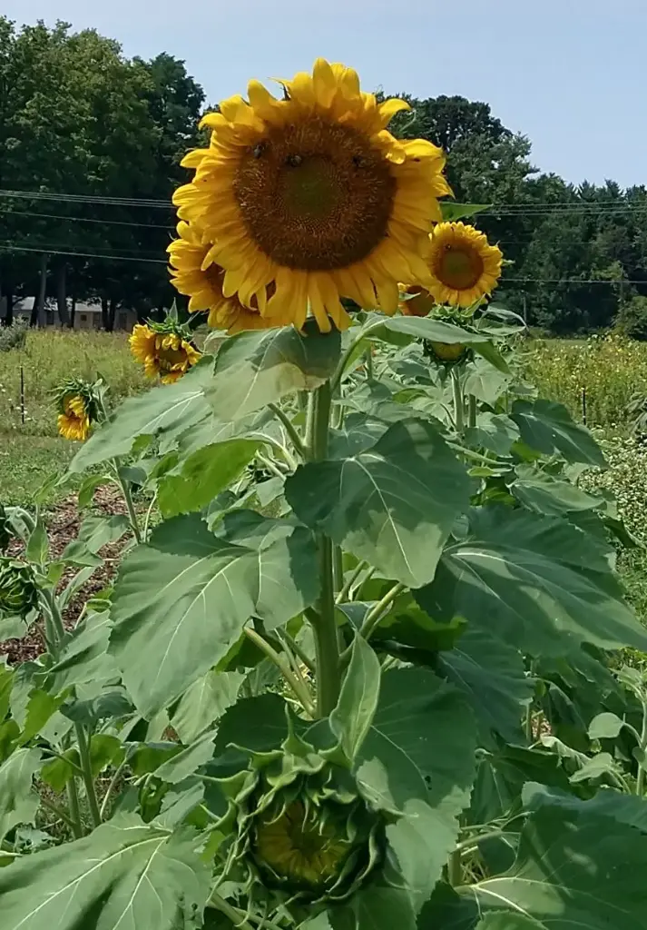 Mammoth Grey Striped Sunflower Seeds