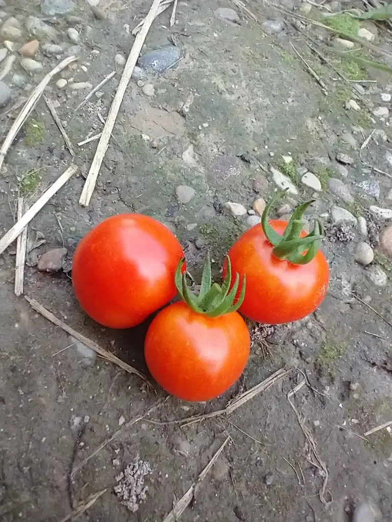 Heirloom Cherry Tomatoes No Spray 1lb