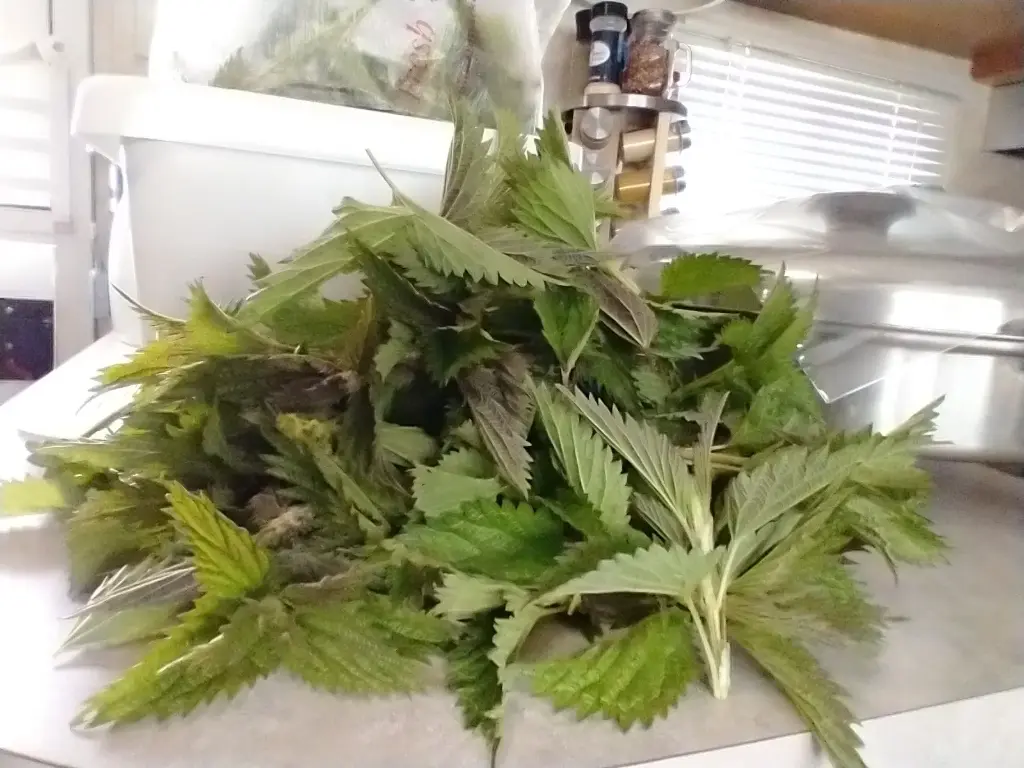 Wild Stinging Nettle Fresh 1oz