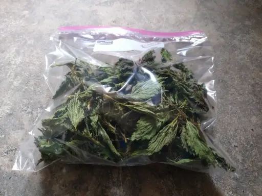 Wild Stinging Nettle Dried 1oz