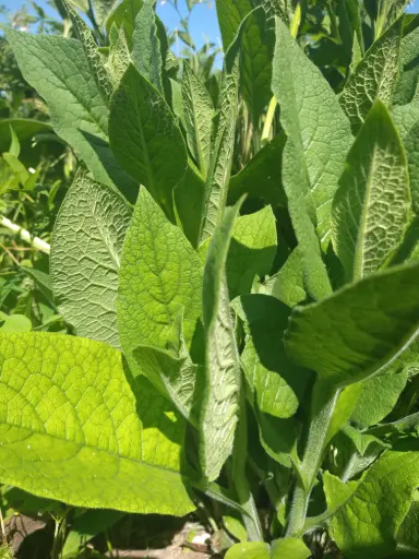 Wild Comfrey dried 1oz