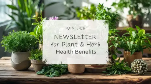 Herb & Plants Newsletter